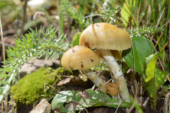 Psilocybe mescaleroensis
