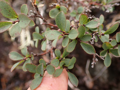 Vaccinium uliginosum