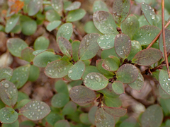 Vaccinium uliginosum