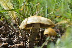 Psilocybe mescaleroensis