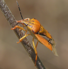 Carpocoris mediterraneus