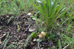 Psilocybe mescaleroensis