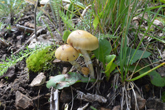 Psilocybe mescaleroensis