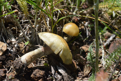 Psilocybe mescaleroensis