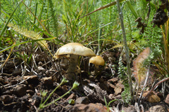 Psilocybe mescaleroensis