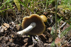Psilocybe mescaleroensis