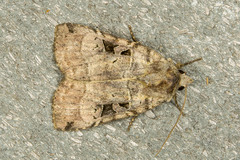 Xestia normanianus