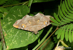 Episparis liturata