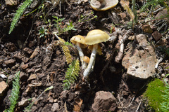 Psilocybe mescaleroensis