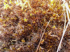 Campylopus atrovirens