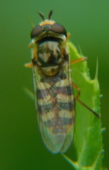 Eupeodes corollae