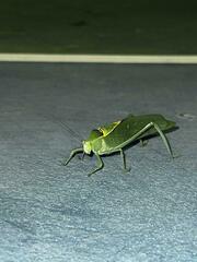 Stilpnochlora azteca