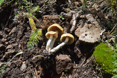 Psilocybe mescaleroensis
