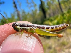 Gymnoscirtetes morsei