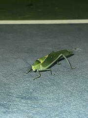 Stilpnochlora azteca