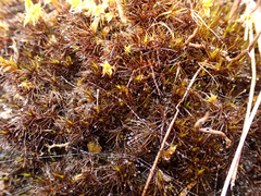 Campylopus atrovirens