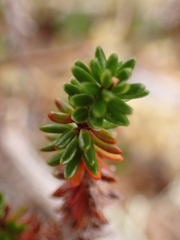 Empetrum nigrum