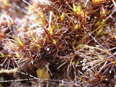 Campylopus atrovirens