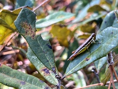 Gymnoscirtetes morsei