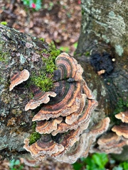 Trametes versicolor
