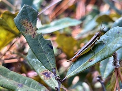 Gymnoscirtetes morsei