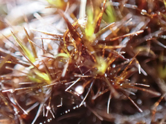 Campylopus atrovirens
