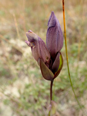 Gentiana sceptrum