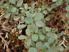 Vaccinium uliginosum