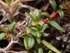 Kalmia procumbens