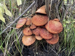 Suillus spectabilis