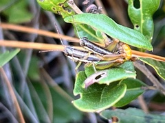 Gymnoscirtetes morsei