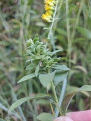 Procecidochares anthracina