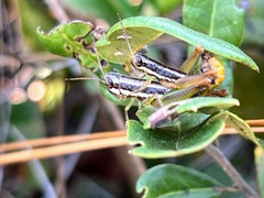 Gymnoscirtetes morsei