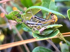 Gymnoscirtetes morsei