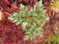 Coptis aspleniifolia