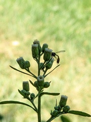 Dioprosopa clavata
