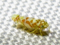 Dikrella maculata
