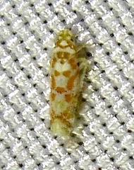 Dikrella maculata