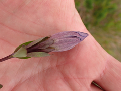 Gentiana sceptrum