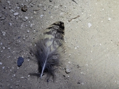 Phalaenoptilus nuttallii