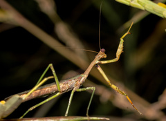 Mantodea