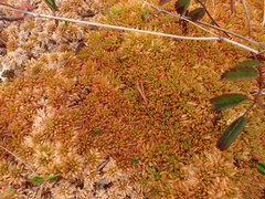 Sphagnum austinii