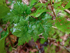 Coptis aspleniifolia