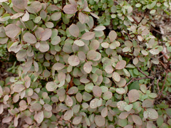 Vaccinium uliginosum