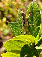 Aptenopedes