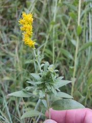 Procecidochares anthracina