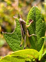 Aptenopedes