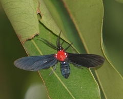 Psoloptera