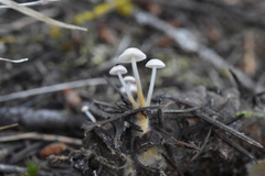 Strobilurus trullisatus