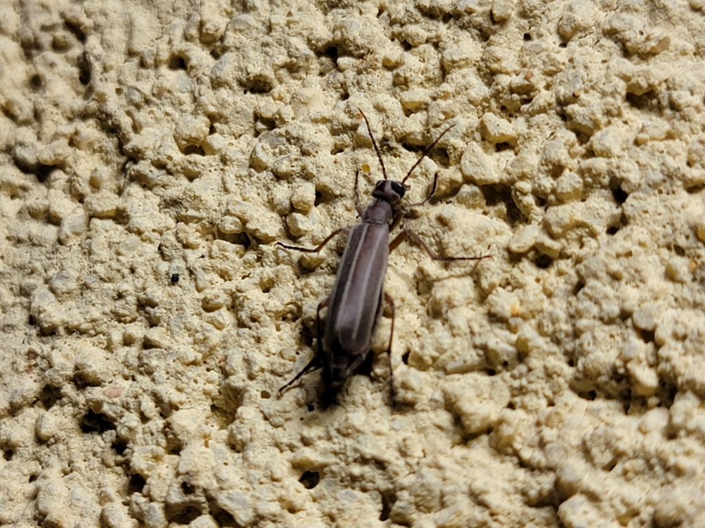 Epicauta alastor